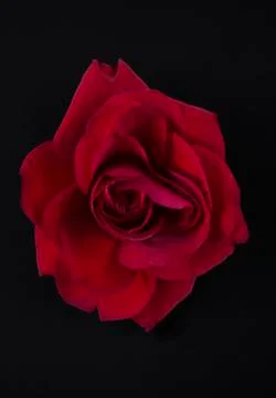 Red abstract rose Stock Photos