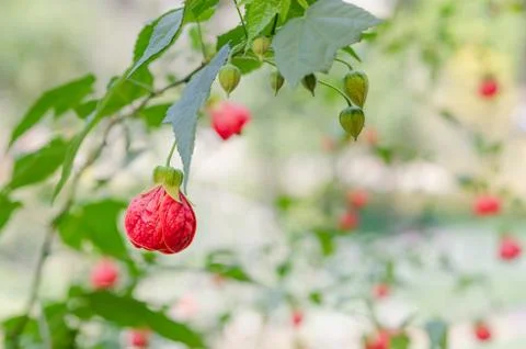 Red abutilon flowers Foto stock
