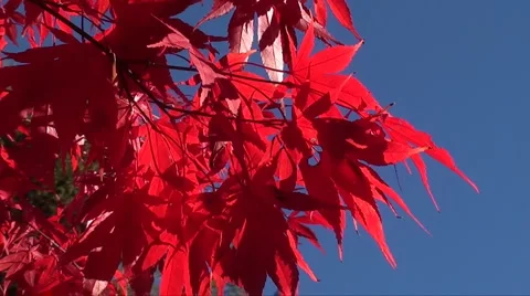 Red acer Stock Footage 889701