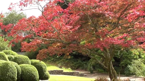 Red acer Stock Footage 905316