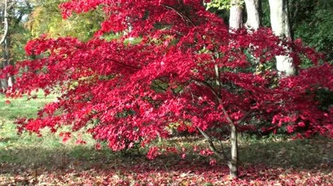 Red acer Stock Footage 20635710