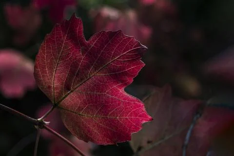 Red acer leaf background Photos