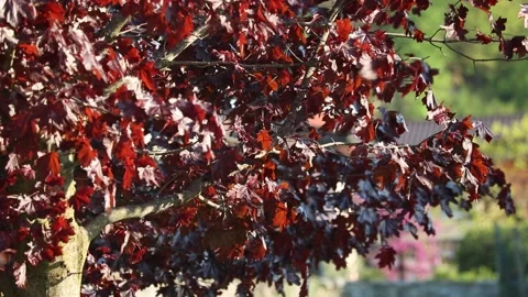 Red Acer Tree Leaves close up Video stock 154492583