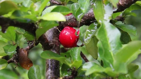 Red acerola cherry in the rain Stock Footage 158322022