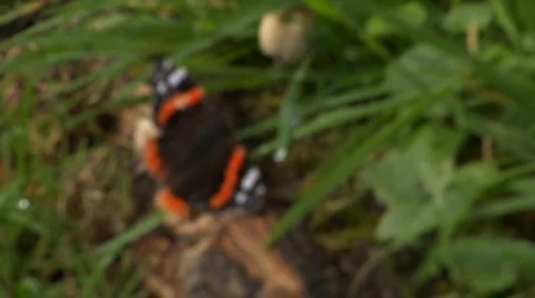 Red admiral 01 스톡 동영상 91476
