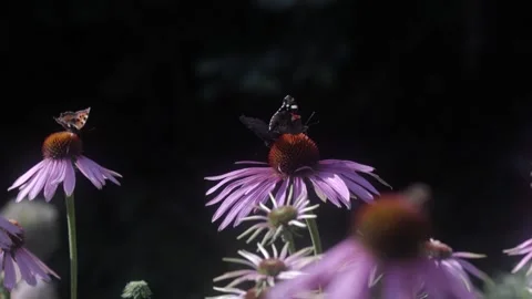 Red Admiral and Small Tortoiseshell Butterflys Pollinating Echinacea Flowers Stock Footage 161103360