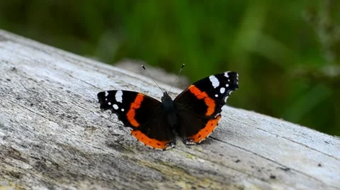 Red Admiral Buterfly Sunbathing Stock Footage 7916657