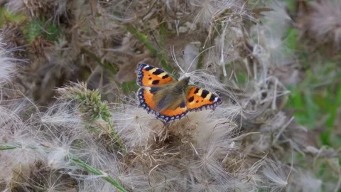 Red Admiral butterfly on Buddleia flower. 库存影片 261057853