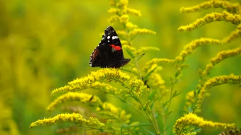 Red admiral butterfly drinking nectar Stock Footage 281284674