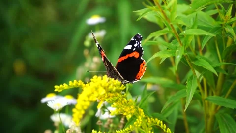 Red admiral butterfly drinking nectar Stock Footage 281284718