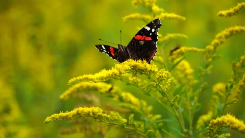 Red admiral butterfly drinking nectar Stock Footage 281284726