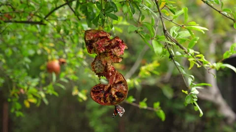 Red admiral butterfly feeding on a split rotting pomegranate hanging on a t.. Video stock 346799280