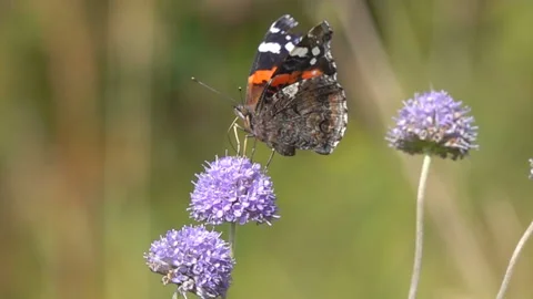 Red Admiral butterfly flies up on the devil's-bit flower, slow motion Видео 94030146