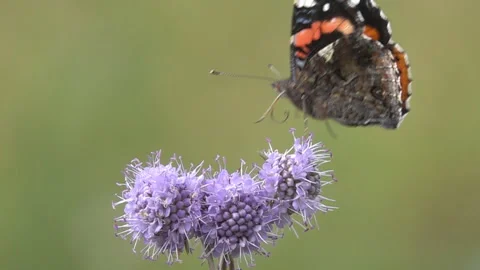 Red Admiral butterfly flies up on the devil's-bit flower, slow motion Stock Footage 94030255