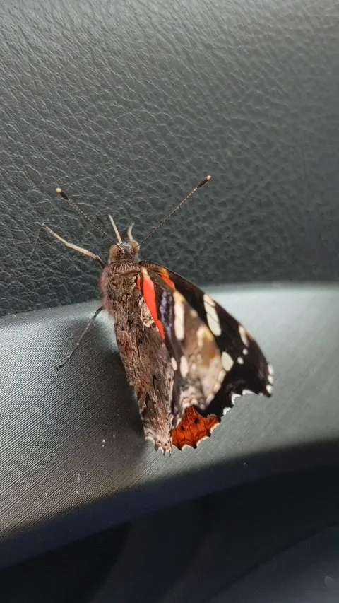 Red Admiral Butterfly Stock Footage 139318372