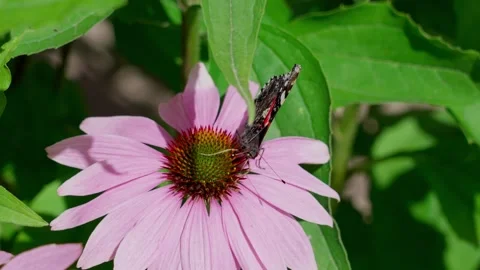 Red admiral butterfly Stock Footage 322775431