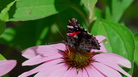 Red admiral butterfly Stock Footage 322775855