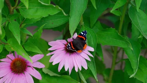 Red admiral butterfly Stock Footage 322776264