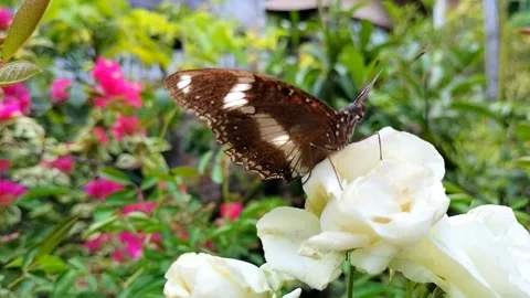 A red admiral butterfly Stock Footage 327769616