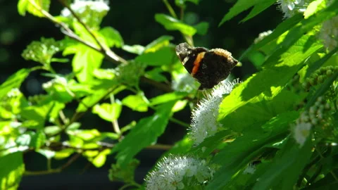 Red Admiral butterfly foraging a Eastern ninebark flower, slow motion Stock-Footage 114824306
