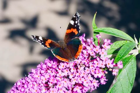 Red Admiral butterfly ready to take off from a Buddleia. Stock Photos
