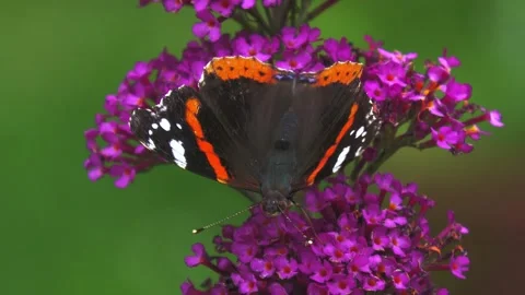 Red admiral butterfly sips nectar from bright purple buddleja davidii flowers Stock Footage 340861580
