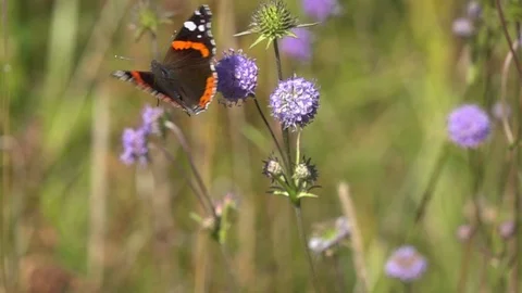 Red Admiral butterfly takes off from the devil's-bit flower, slow motion Видео 101110554