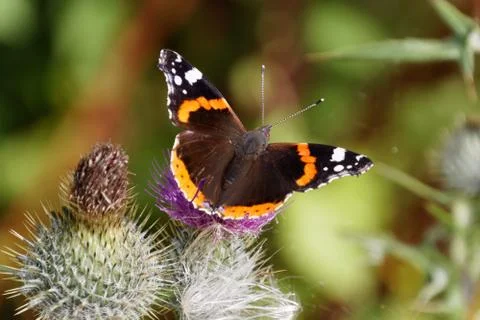 RED ADMIRAL BUTTERFLY ON THISTLE FLOWER FROM BEHIND Stock Photos