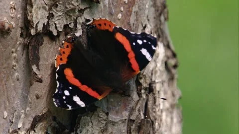 Red admiral butterfly  on a tree trunk Stock Footage 311646751