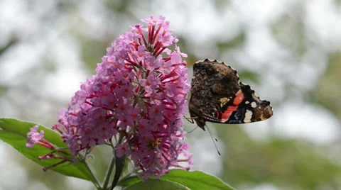 Red admiral feeding on Buddleia 스톡 동영상 41906424