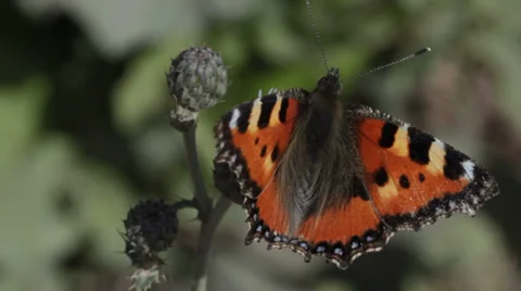 Red admiral Stock Footage 32288960