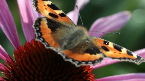 Red admiral Stock Footage 32288961
