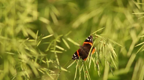 Red Admiral in grass 動画素材 35660840