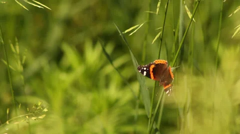 Red Admiral in grass II Stock Footage 35660293