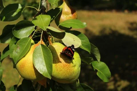 Red admiral on a pear Stock Photos