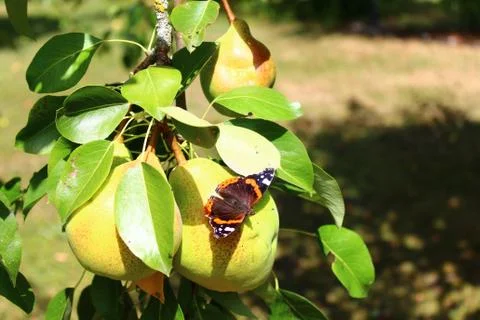 Red admiral on a pear Stock Photos