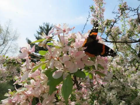 Red Admiral 스톡 사진