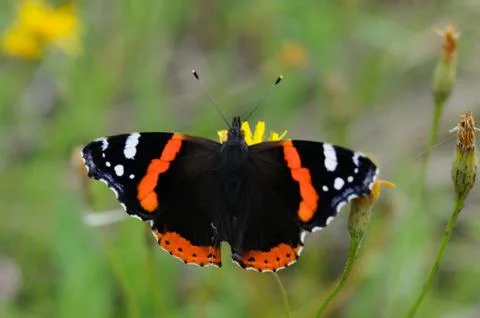 Red admiral Stock Photos