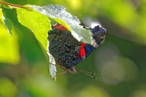 Red Admiral Foto stock