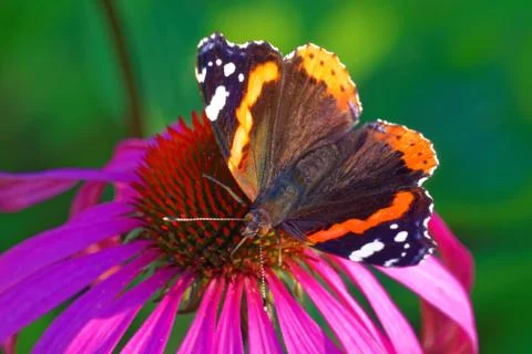 Red Admiral Foto stock