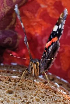 Red admiral Stock-Fotos