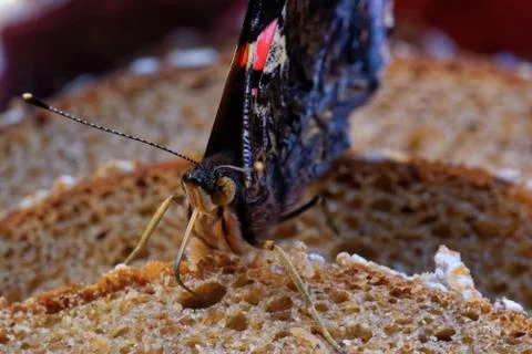 Red admiral Stock Photos
