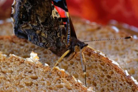 Red admiral Stock Photos