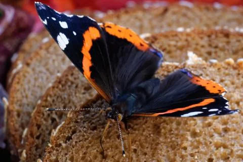 Red admiral Stock Photos