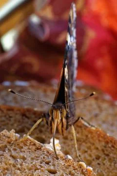 Red admiral Stock Photos