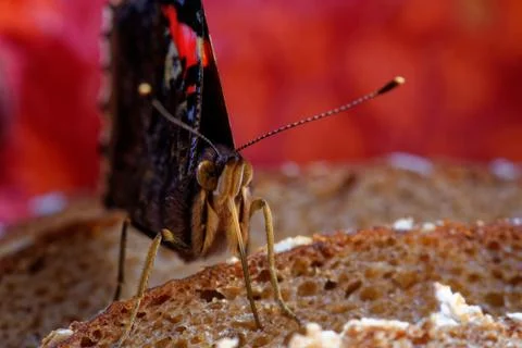 Red admiral Foto stock
