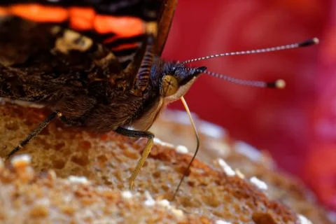 Red admiral Stock Photos