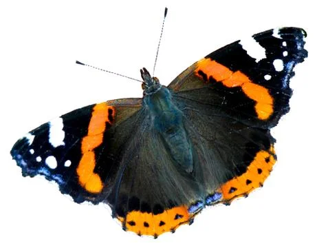 Red Admiral on White Background 写真素材