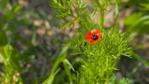 The red Adonis microcarpa flower 動画素材 117819806