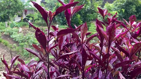 Red Aerva sanguinolenta (L.) Stock Footage 201530640